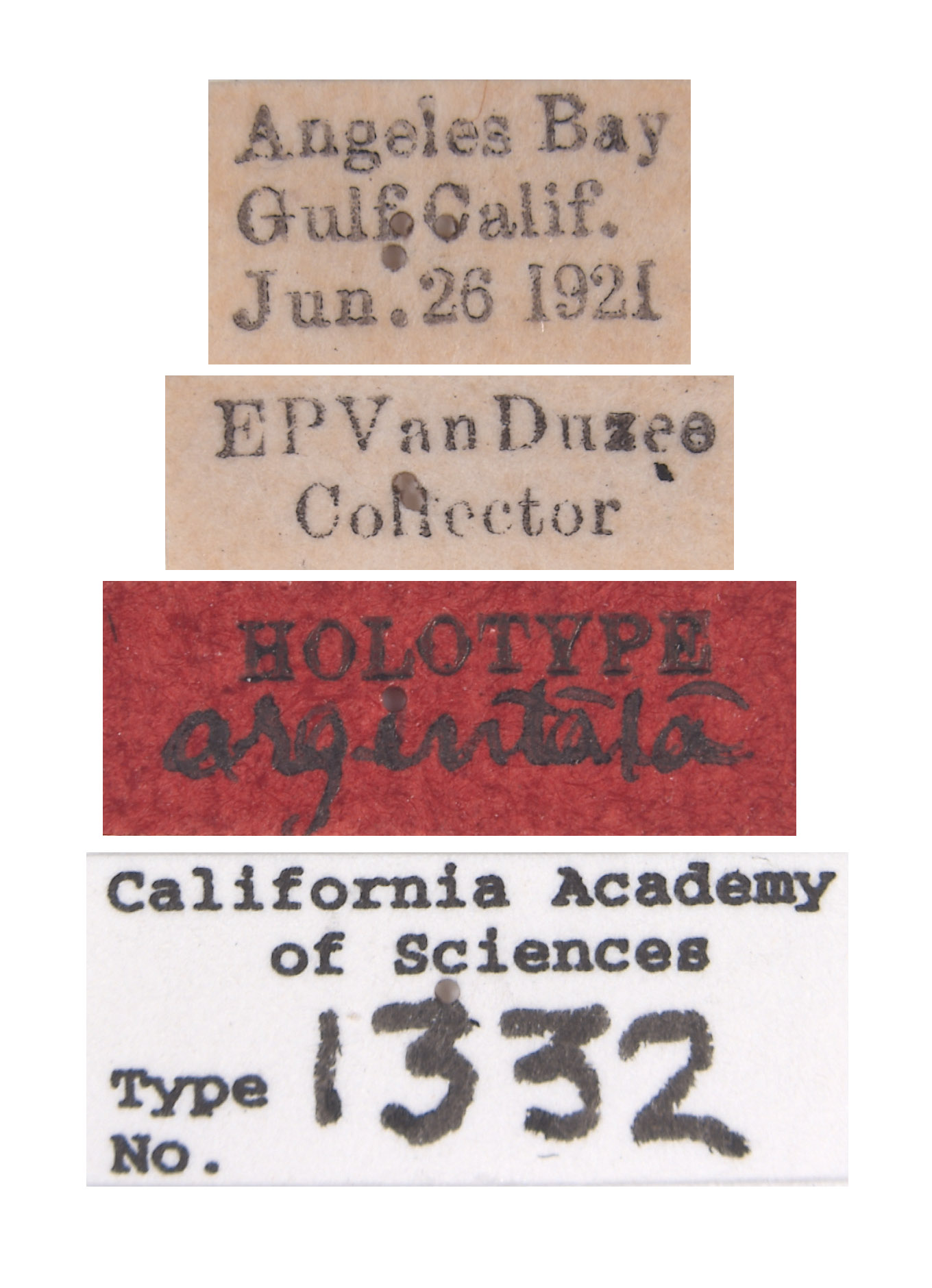 Stictiella argentata image