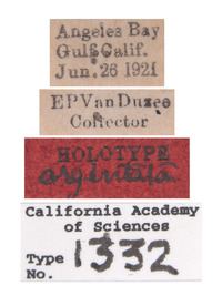 Stictiella argentata image