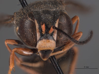 Bicyrtes tristis image