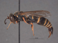 Bicyrtes tristis image