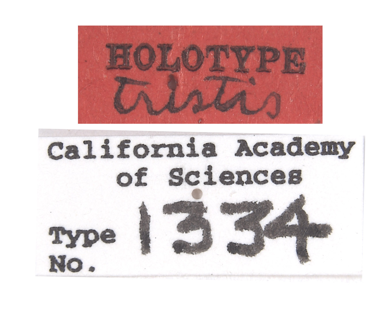 Bicyrtes tristis image