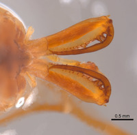 Tetragnatha eremita image