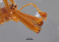 Tetragnatha eremita image