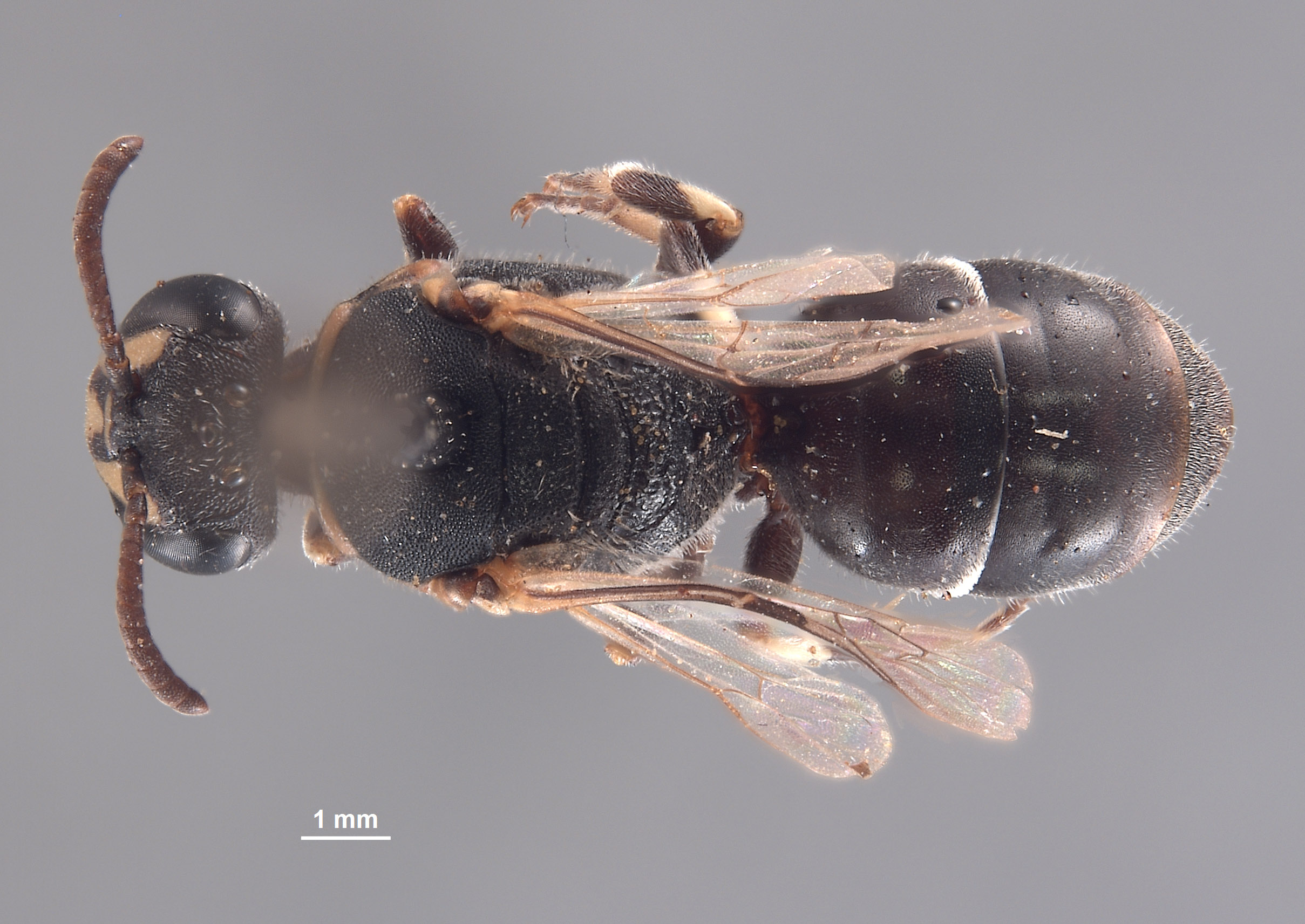 Hylaeus sonorensis image