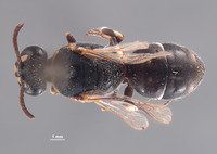 Hylaeus sonorensis image