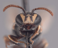 Hylaeus sonorensis image