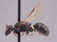 Hylaeus sonorensis image
