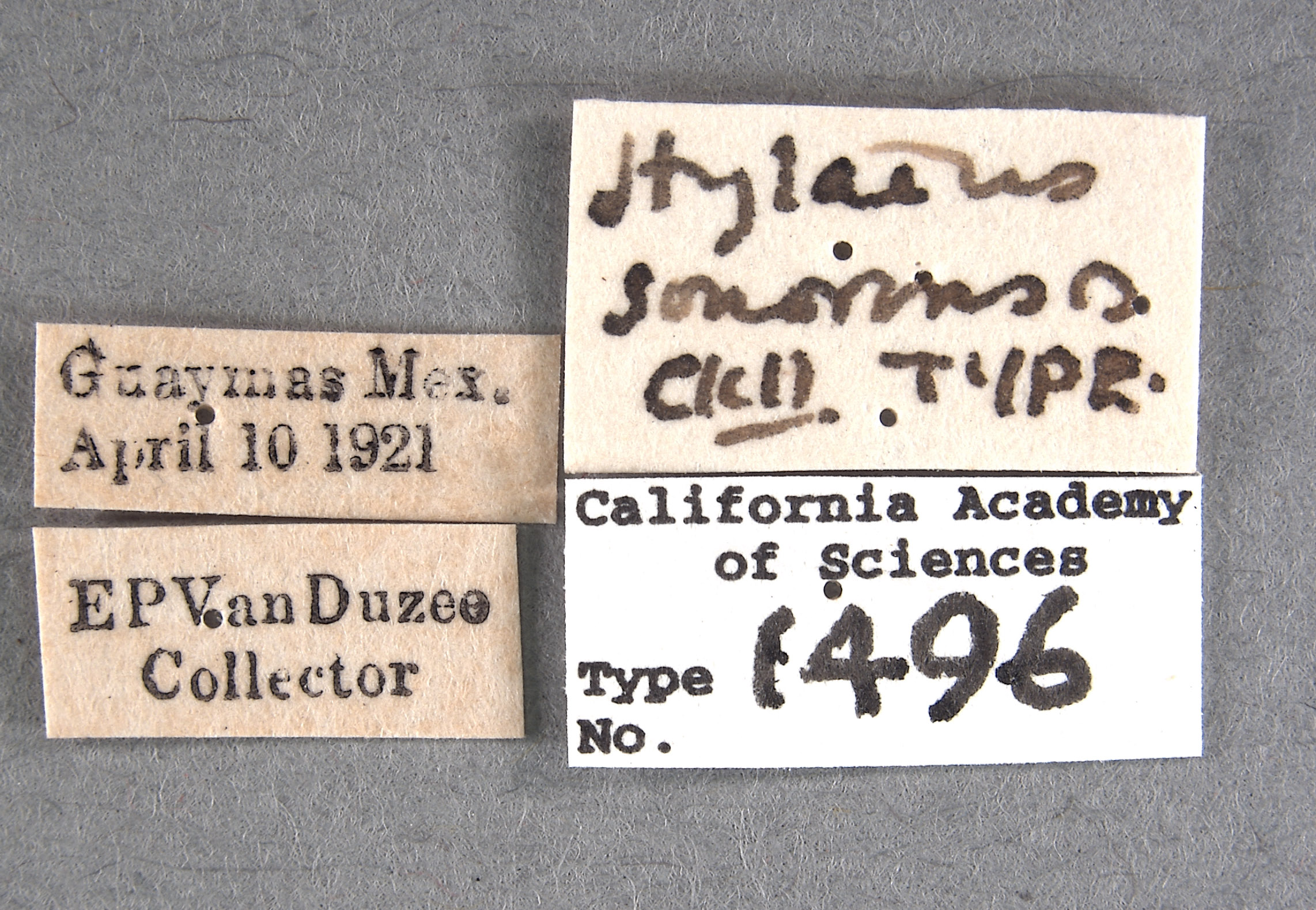 Hylaeus sonorensis image