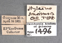 Hylaeus sonorensis image