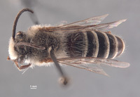 Colletes albocinctus image