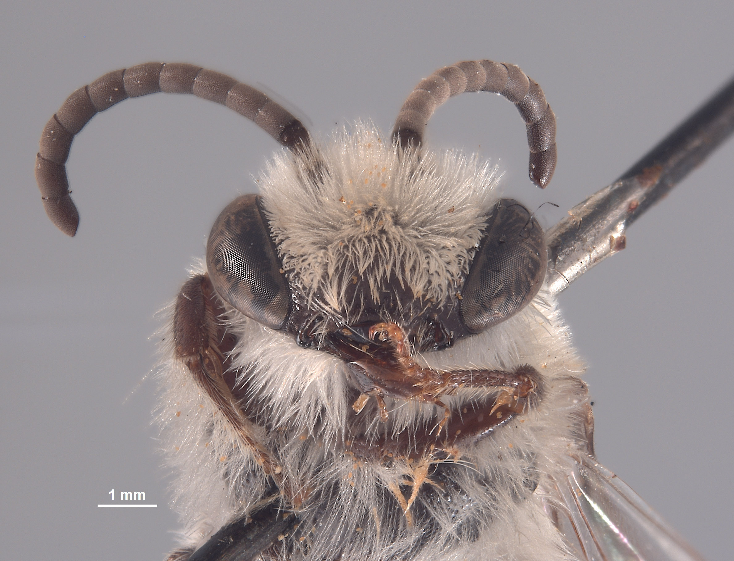 Colletes albocinctus image