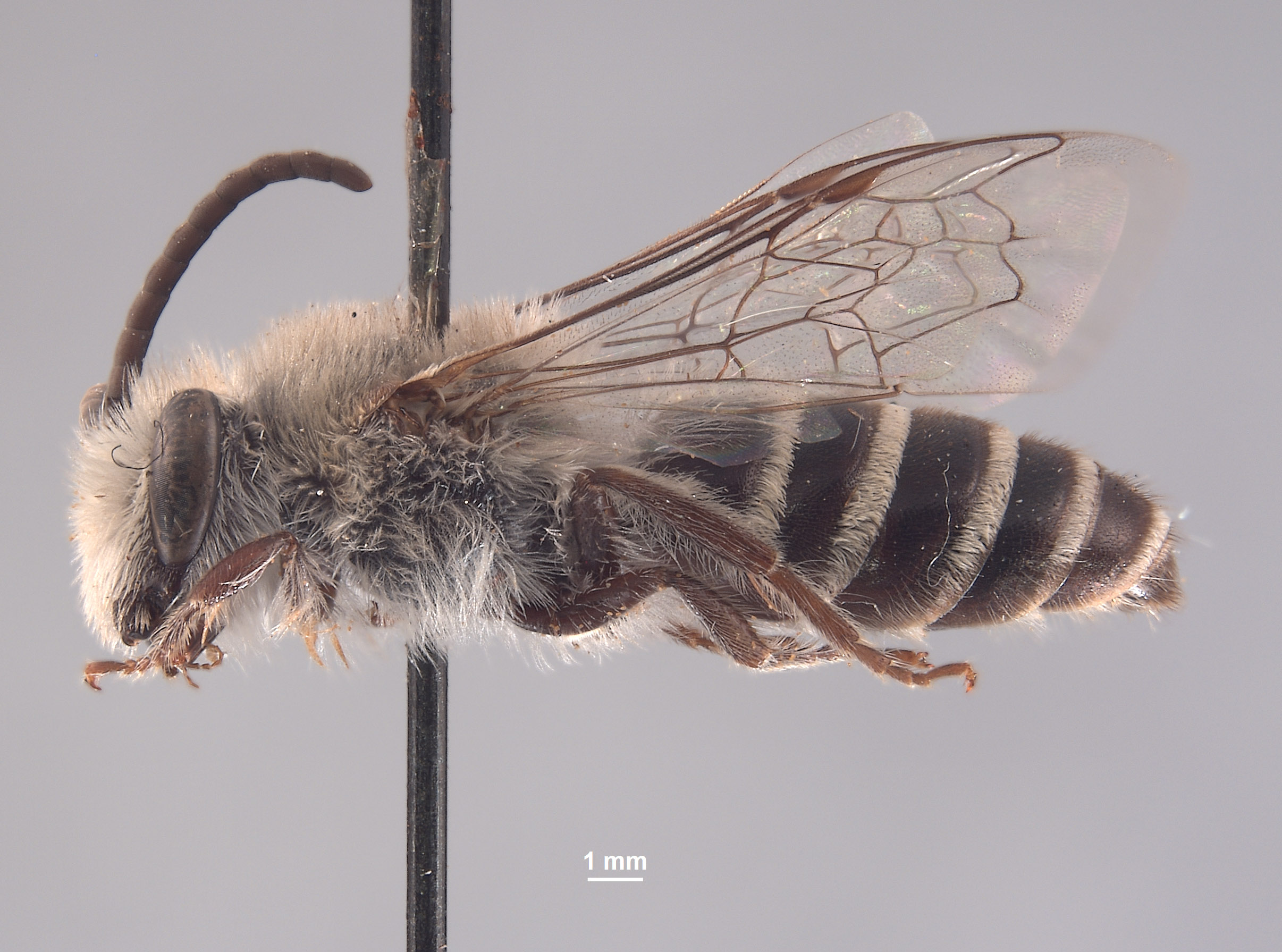 Colletes albocinctus image