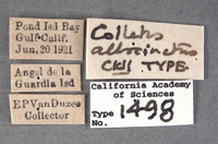 Image of Colletes albocinctus