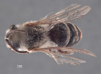 Colletes mulegensis image