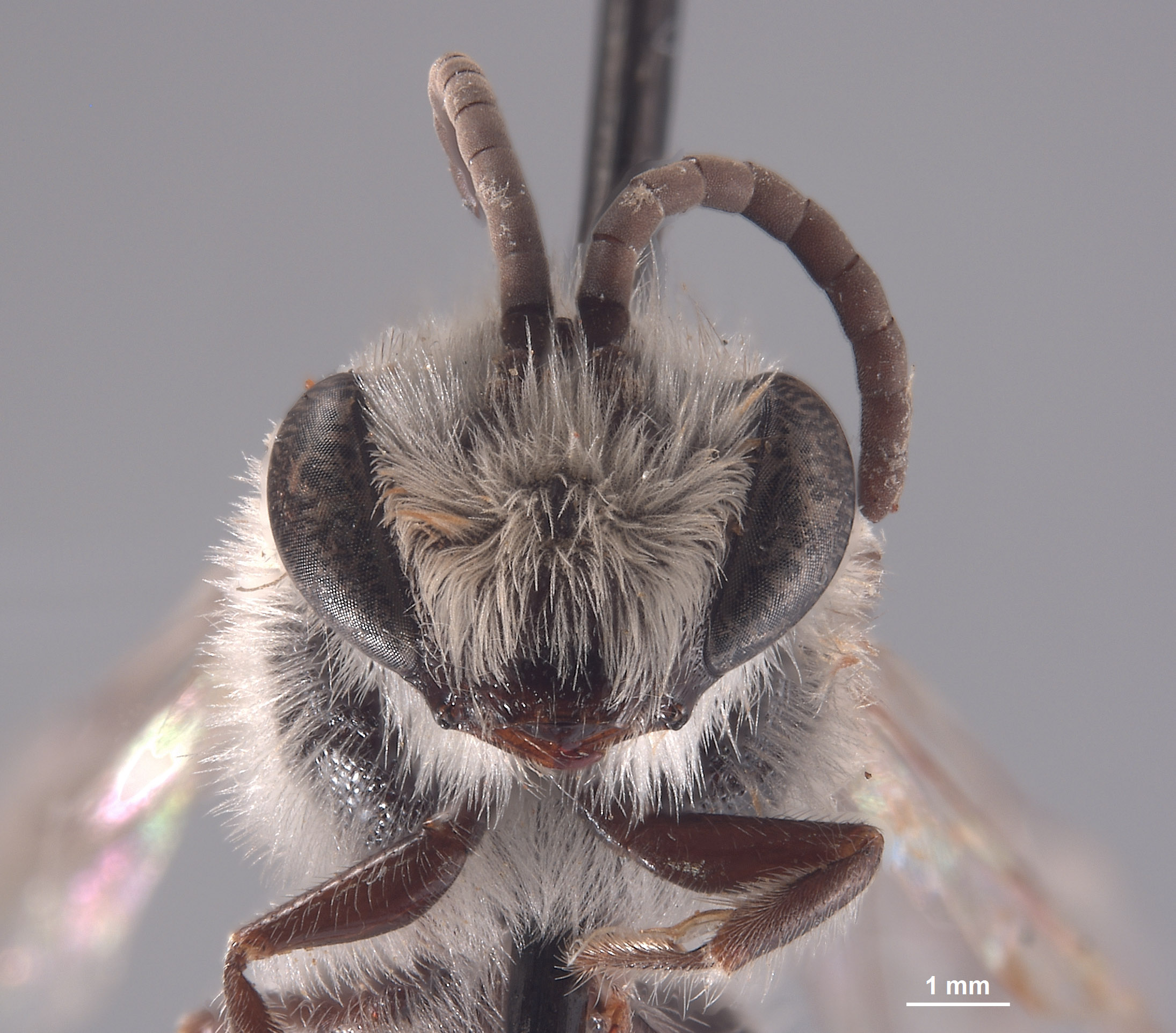 Colletes mulegensis image