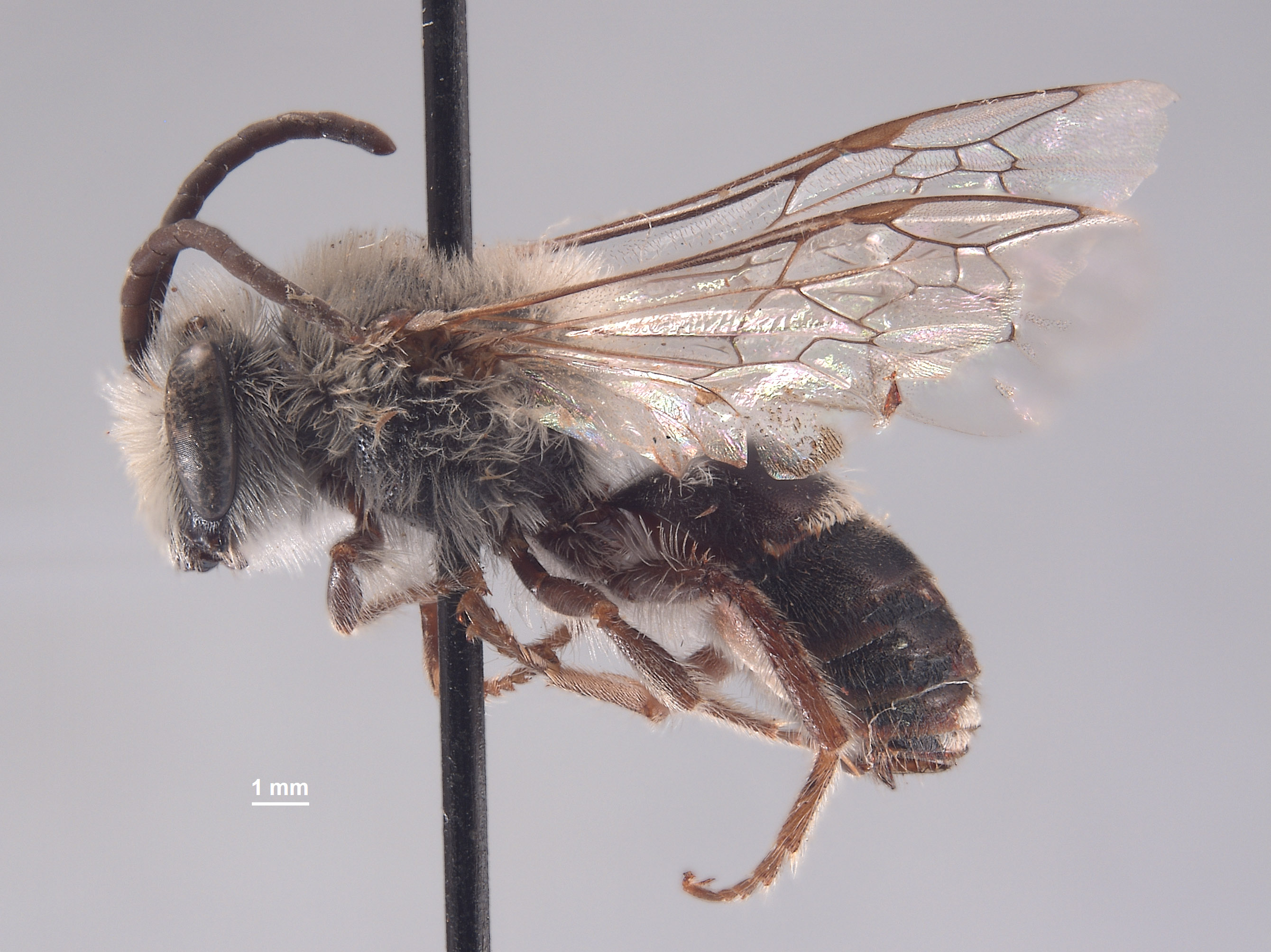 Colletes mulegensis image