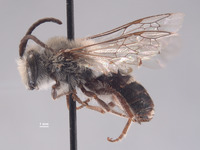 Colletes mulegensis image