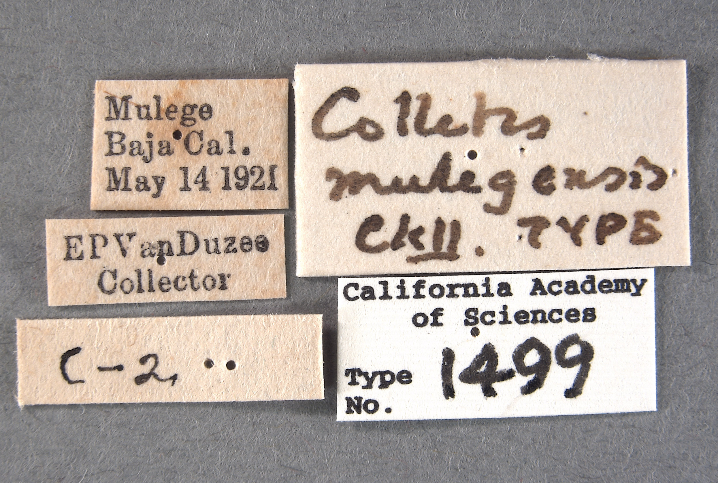 Colletes mulegensis image