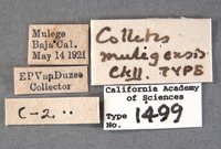 Colletes mulegensis image