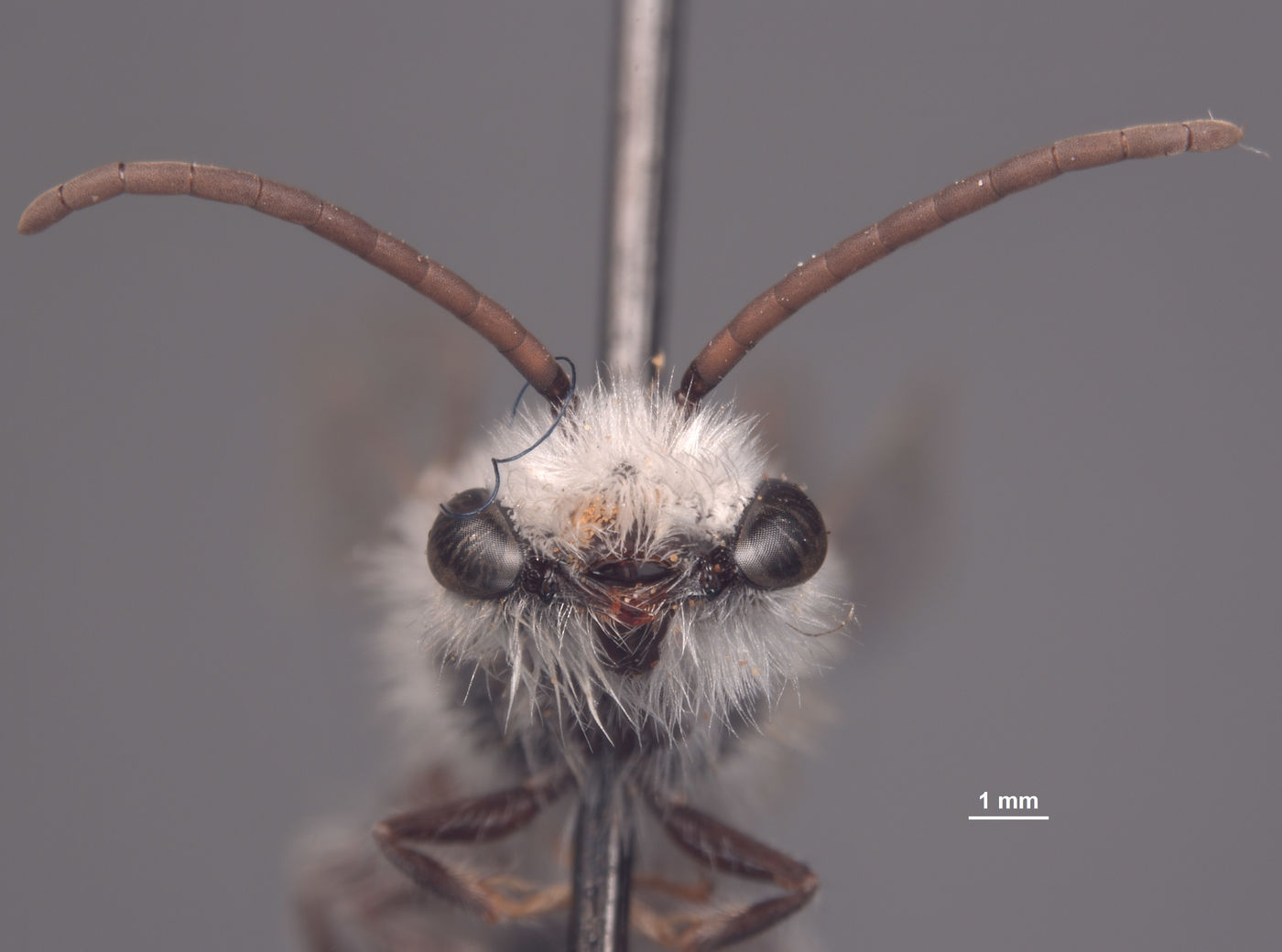 Colletes profectus image