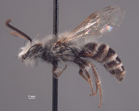 Image of Colletes profectus