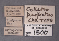 Colletes profectus image