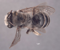 Image of Colletes perileucus