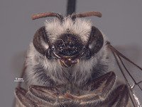 Colletes perileucus image
