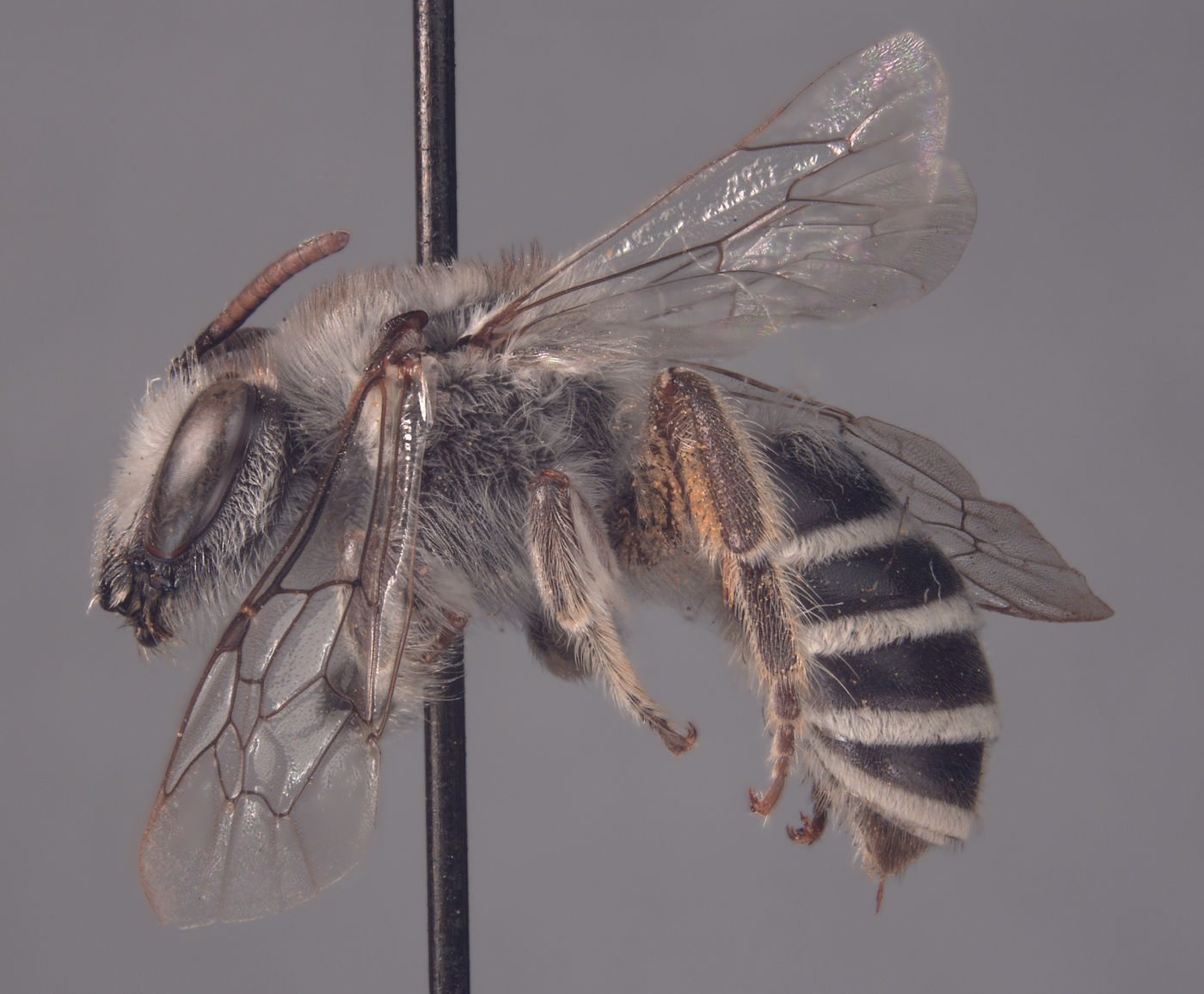 Colletes perileucus image