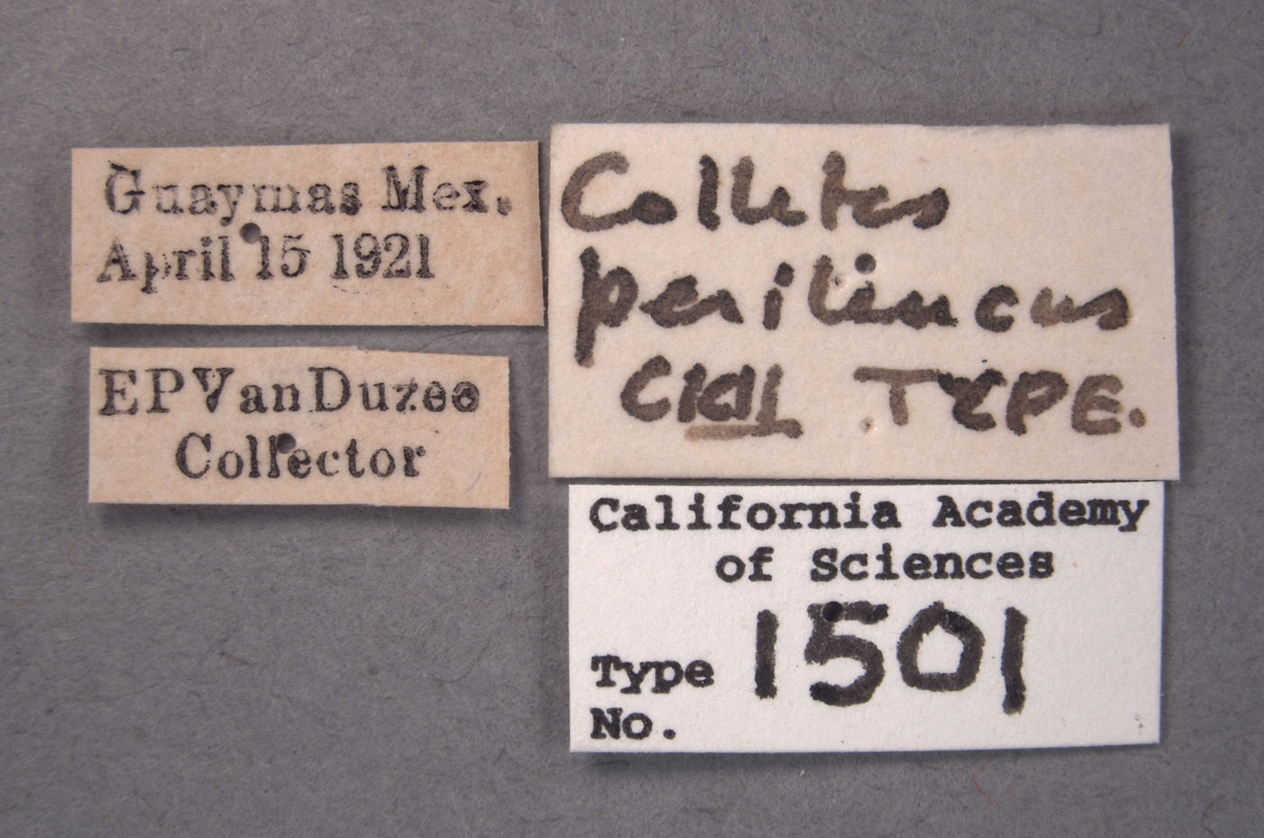 Colletes perileucus image