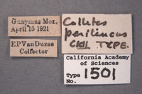 Colletes perileucus image