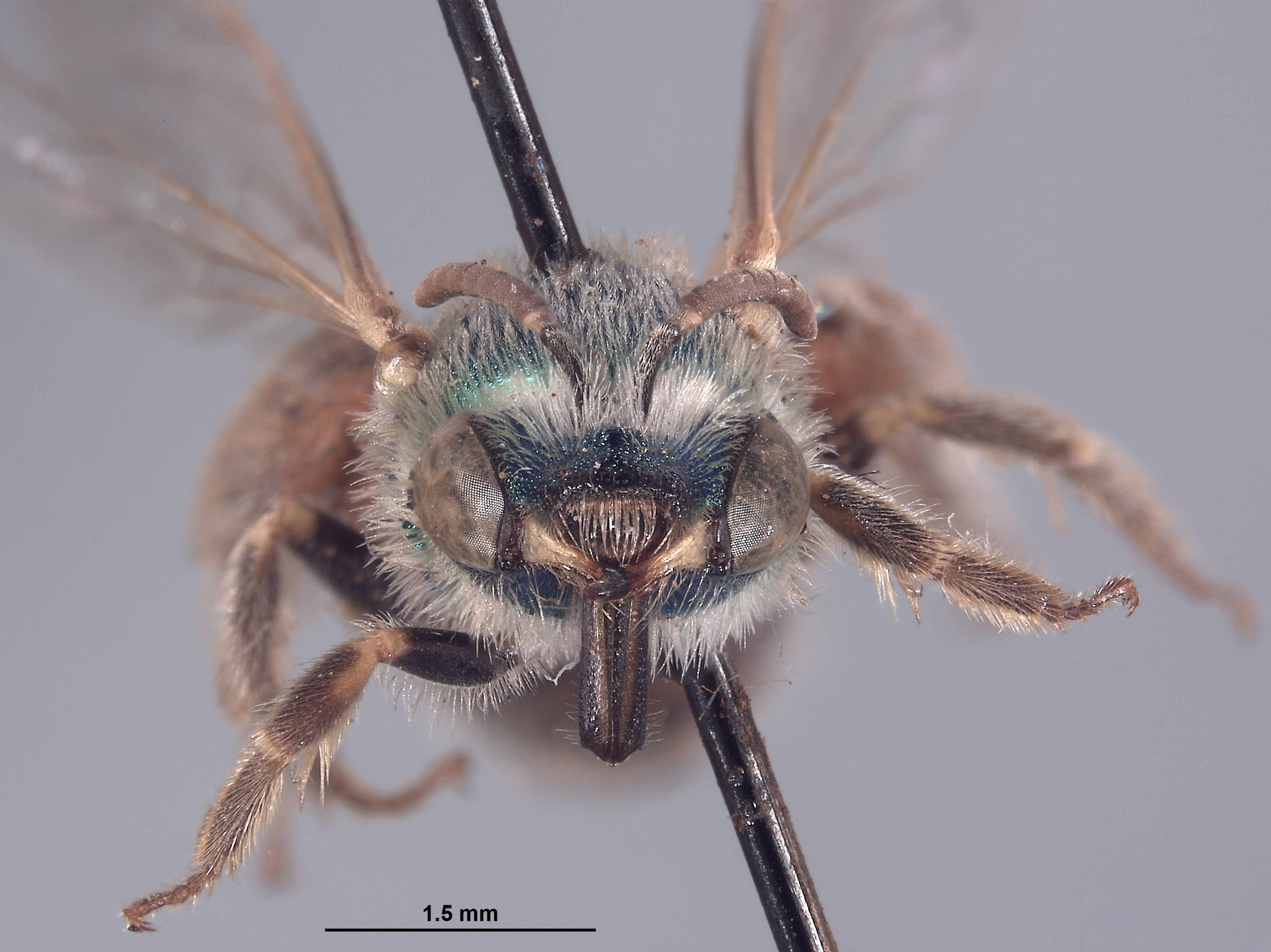 Agapostemon angelicus image