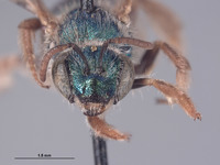 Agapostemon proscriptellus image