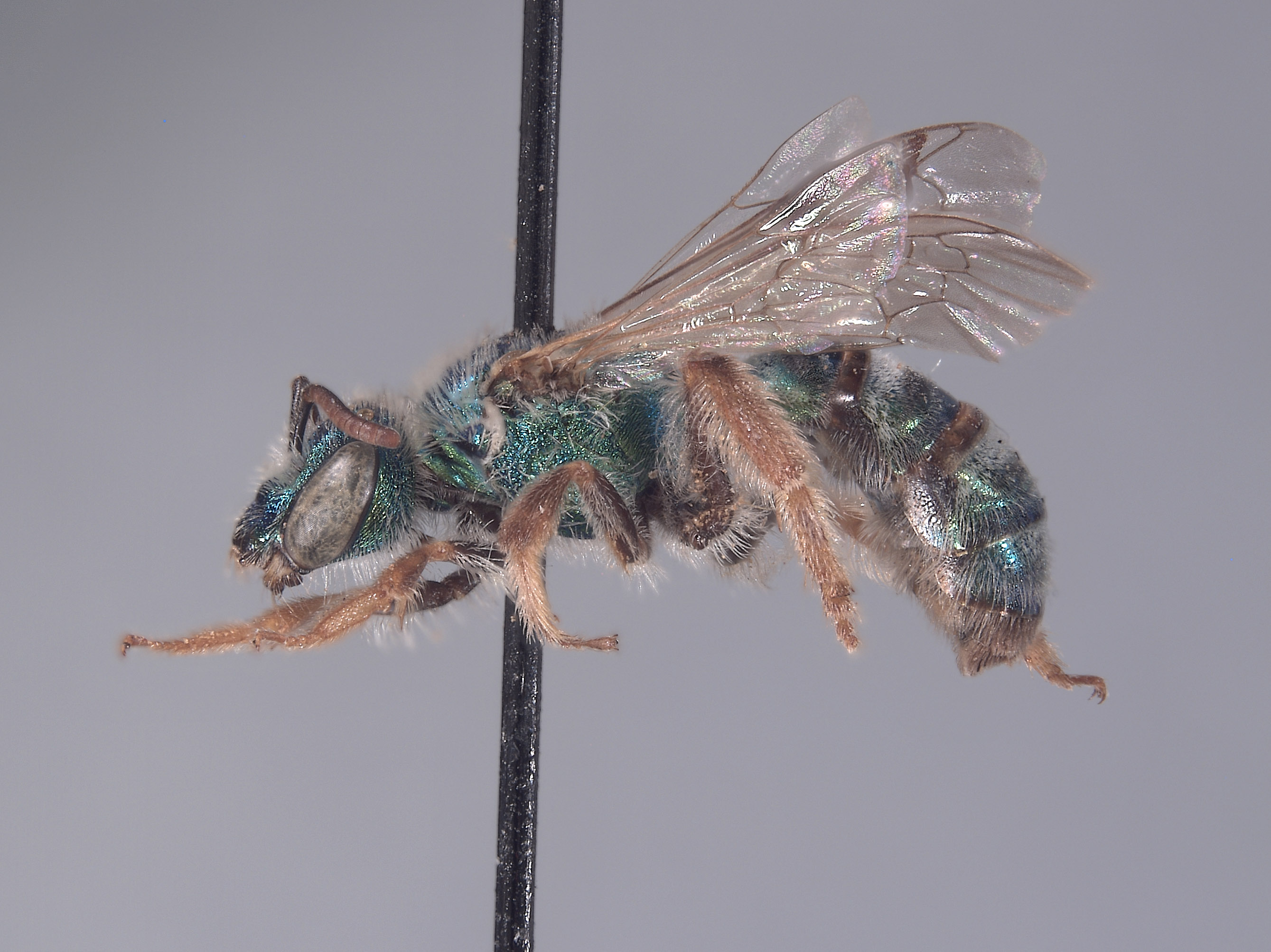 Agapostemon proscriptellus image