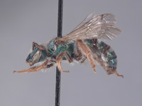 Agapostemon proscriptellus image