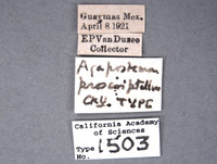 Agapostemon proscriptellus image