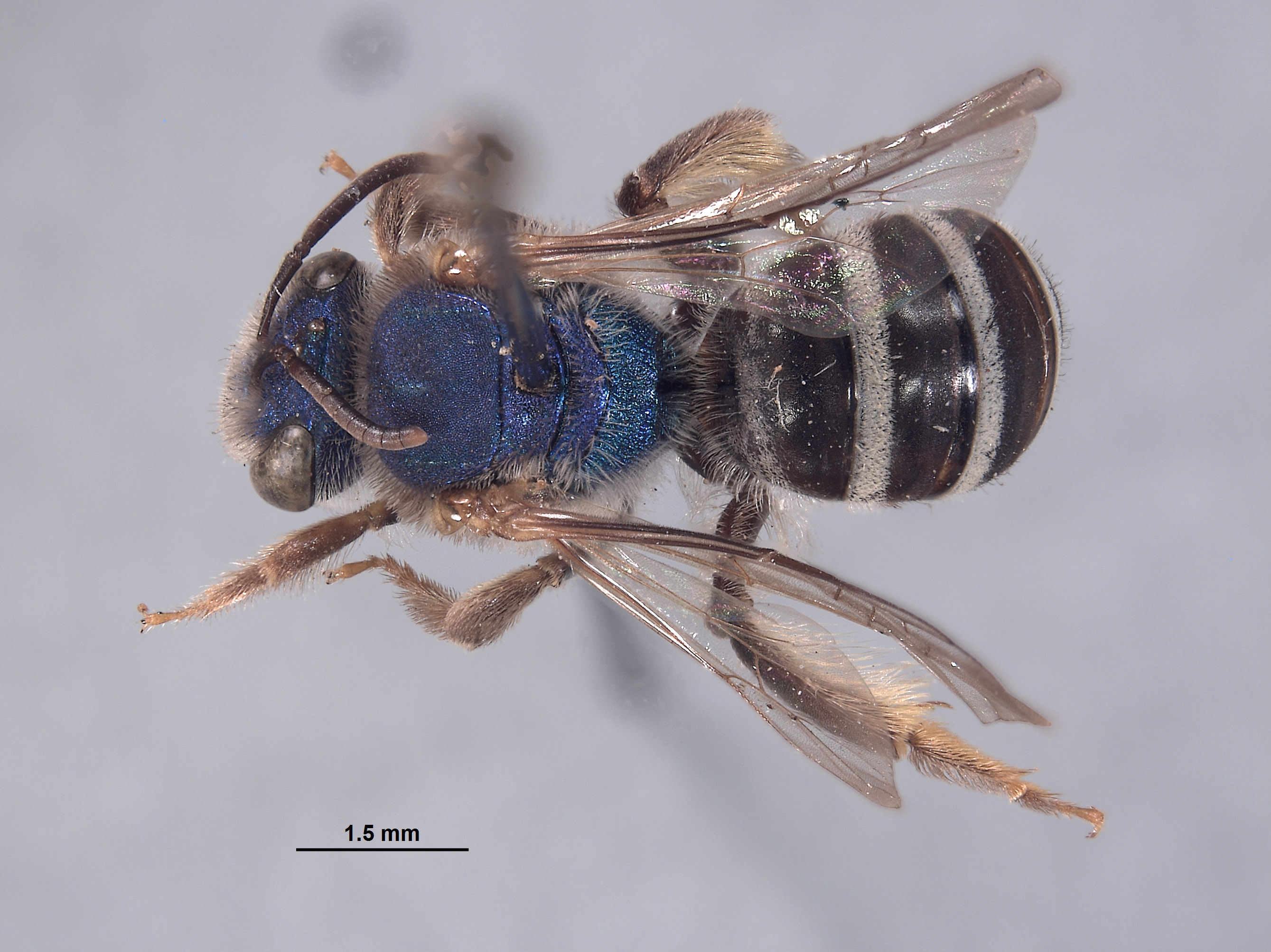 Agapostemon purpureopictus image