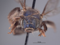 Agapostemon purpureopictus image