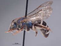 Agapostemon purpureopictus image