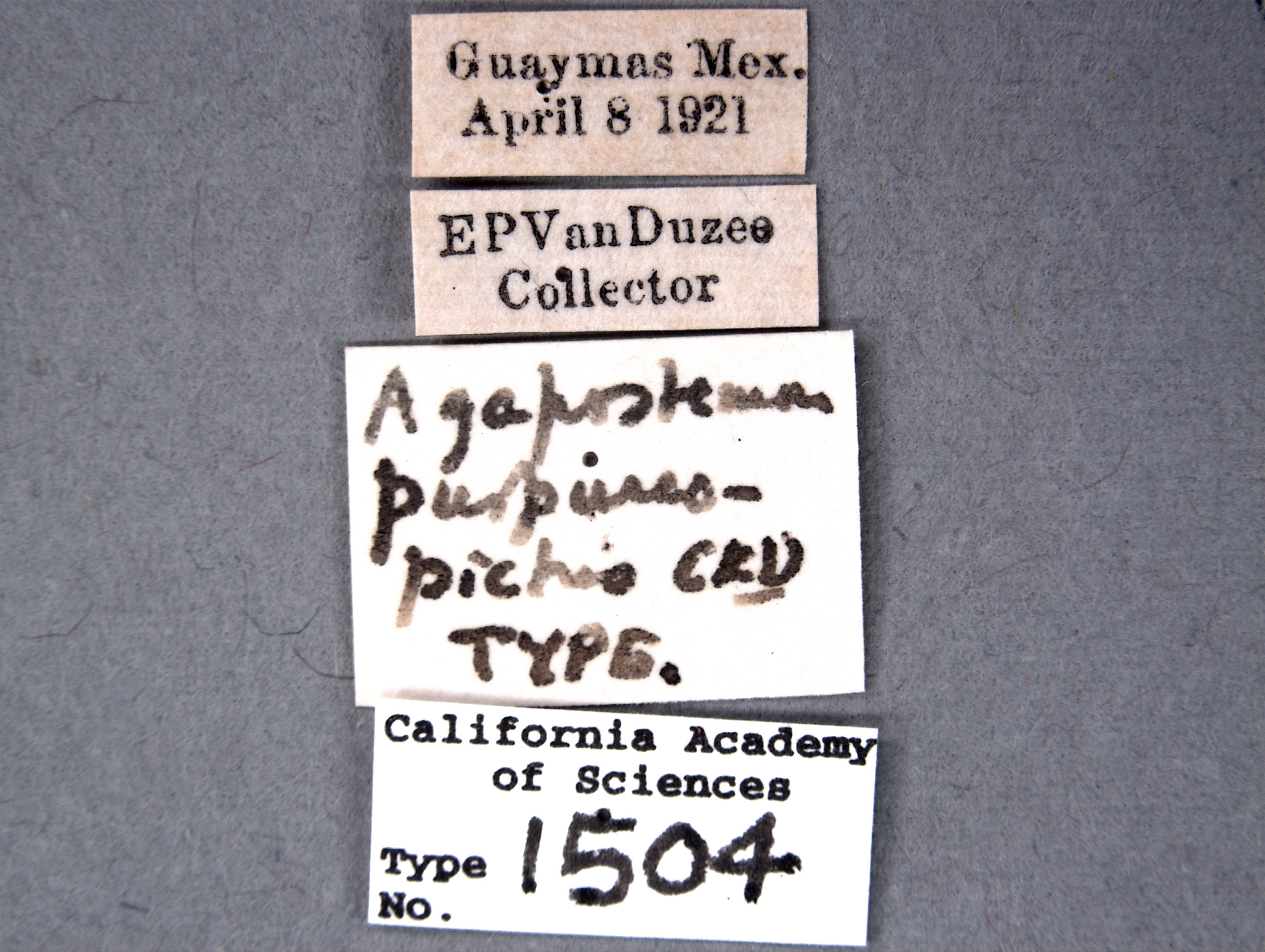 Agapostemon purpureopictus image