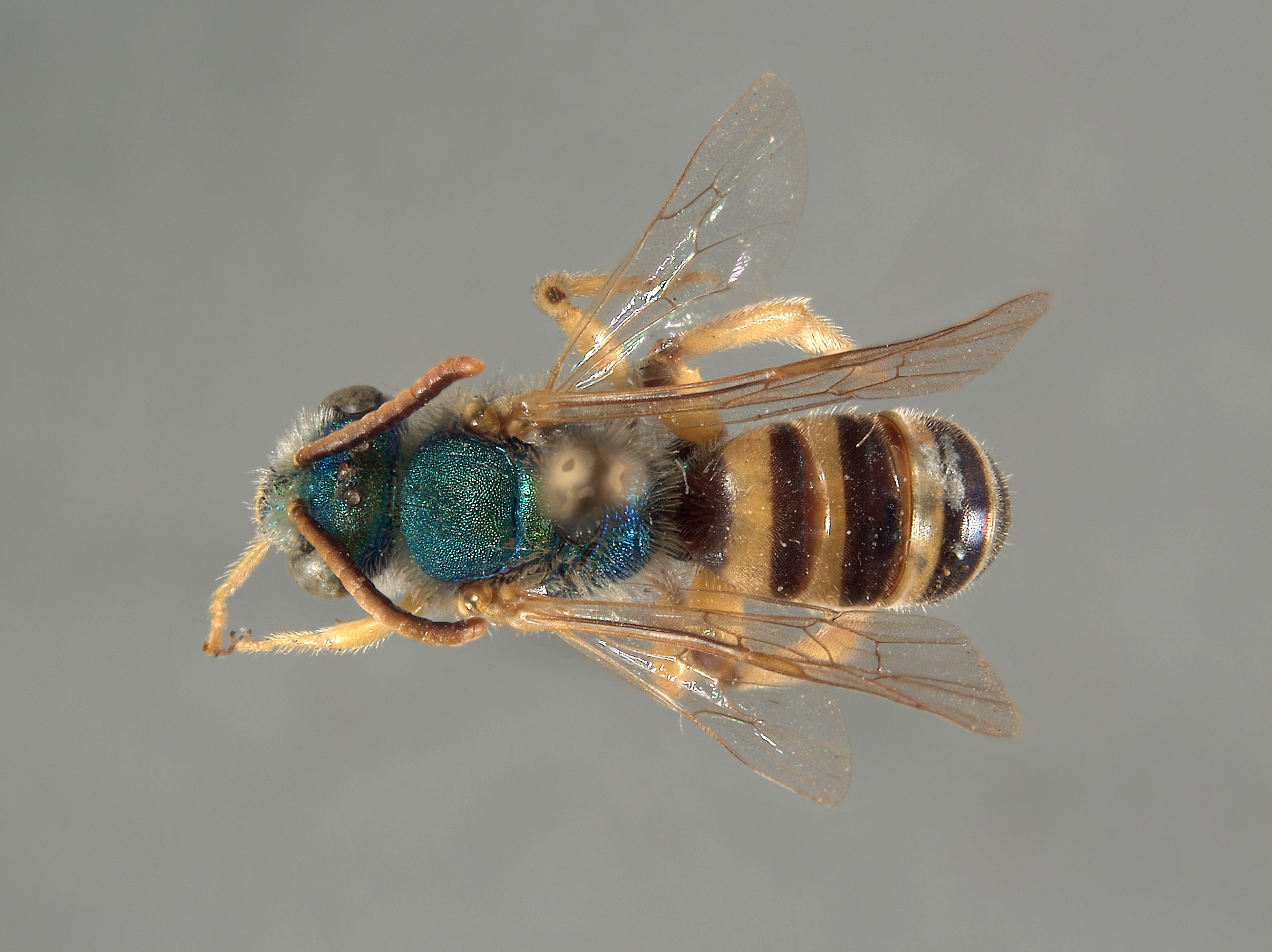 Agapostemon cyanozonus image