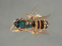 Agapostemon cyanozonus image