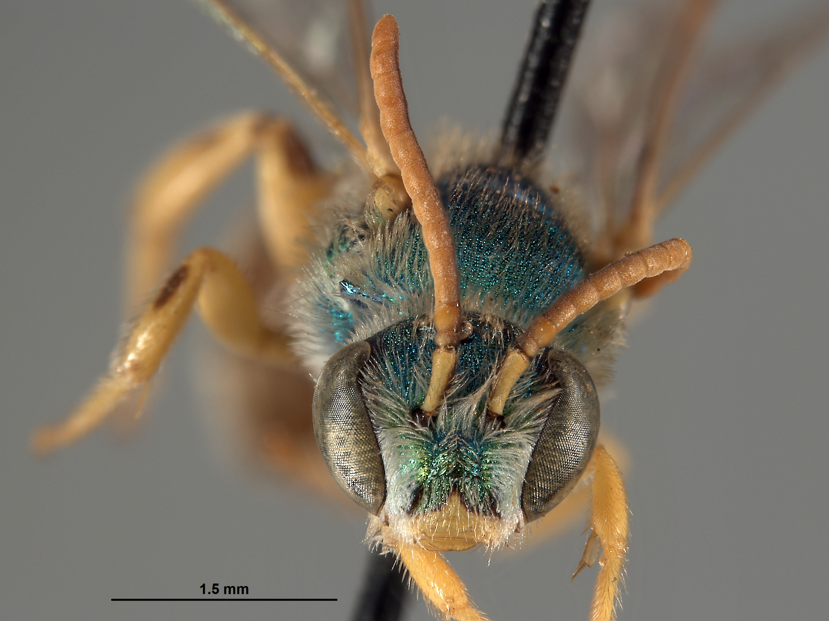 Agapostemon cyanozonus image