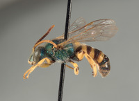 Agapostemon cyanozonus image