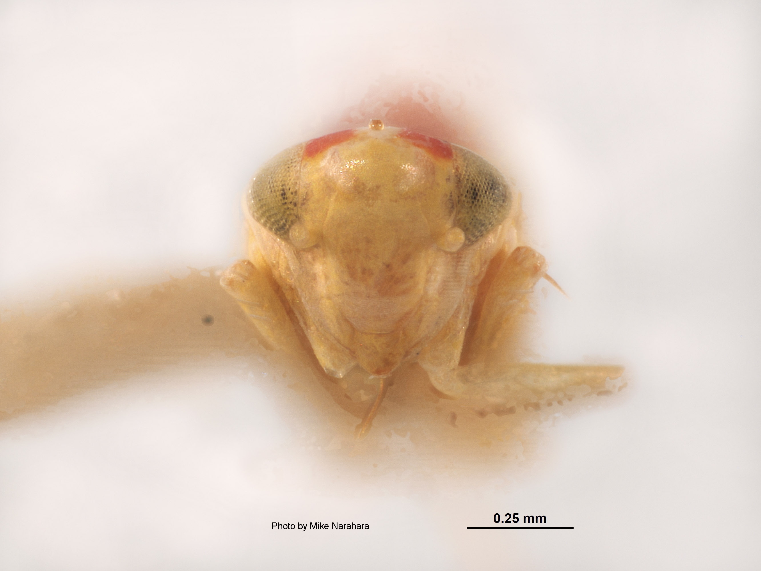 Erythroneura ternaria image