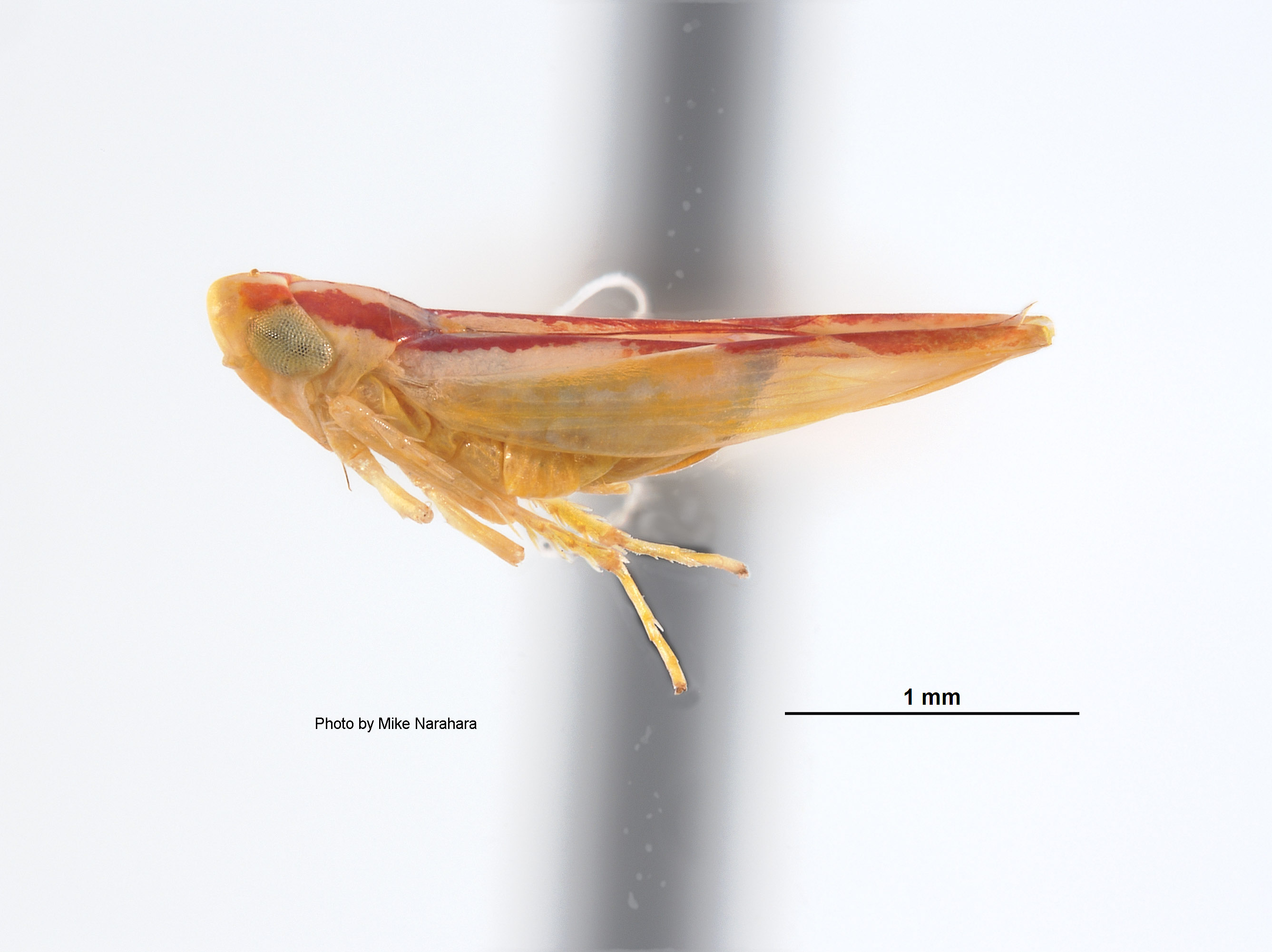 Erythroneura ternaria image