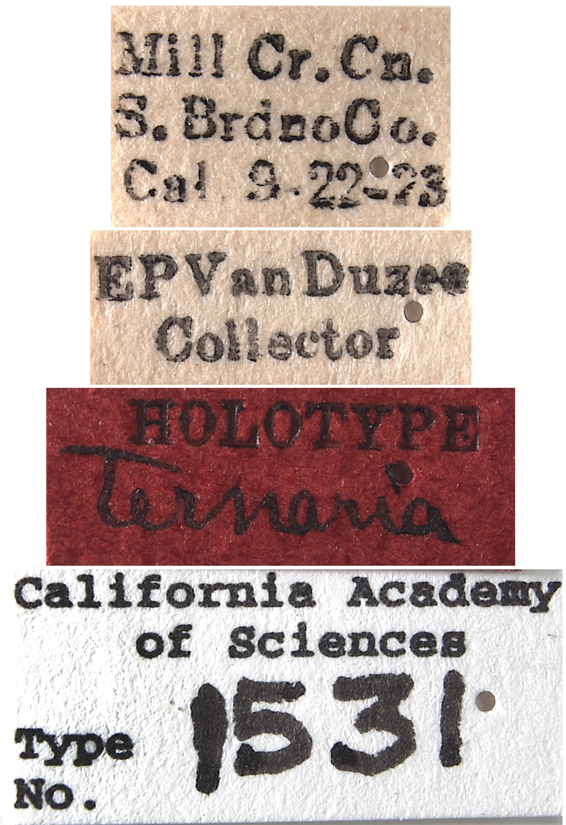 Erythroneura ternaria image