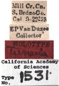 Erythroneura ternaria image