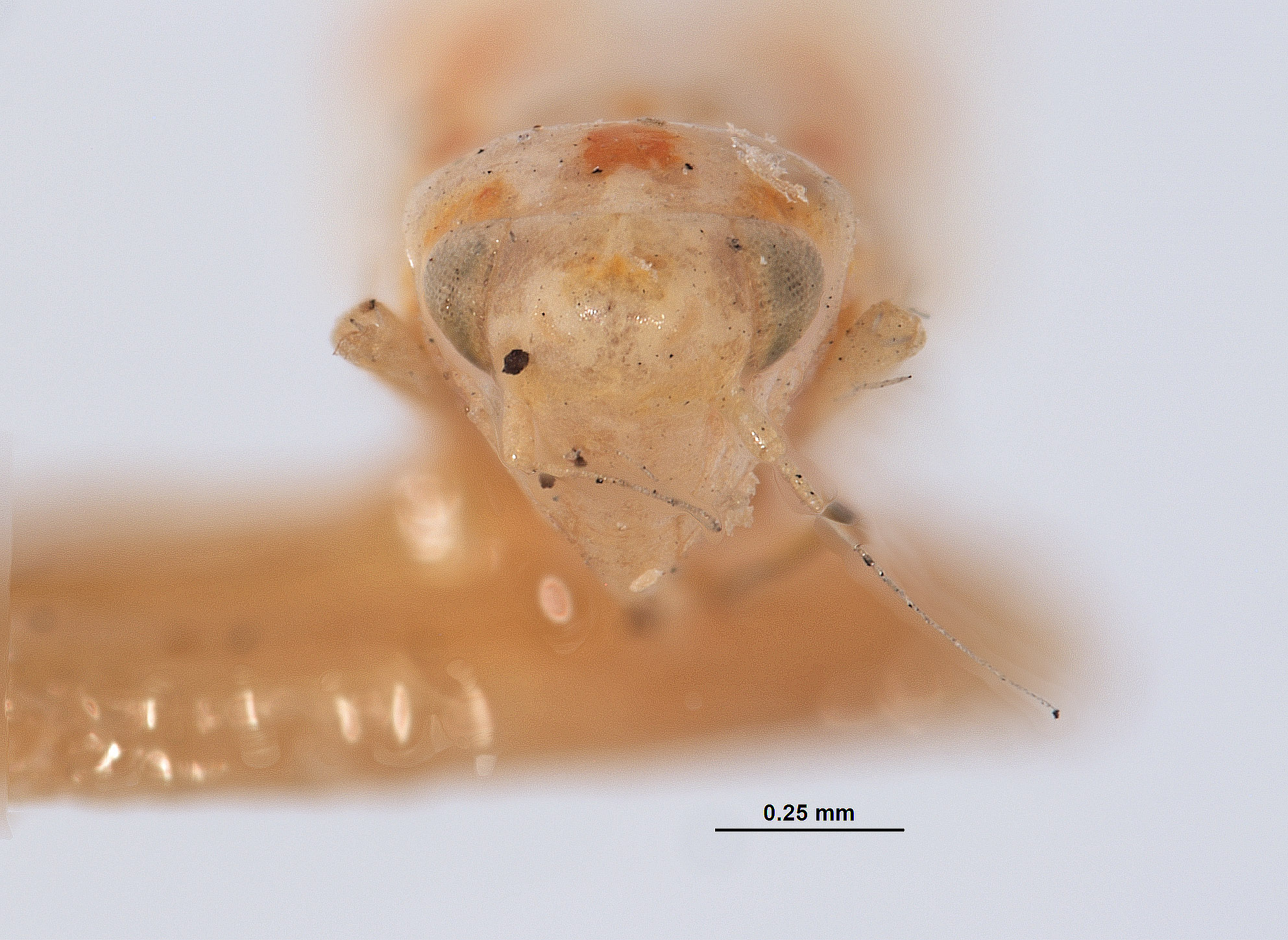 Erythroneura image