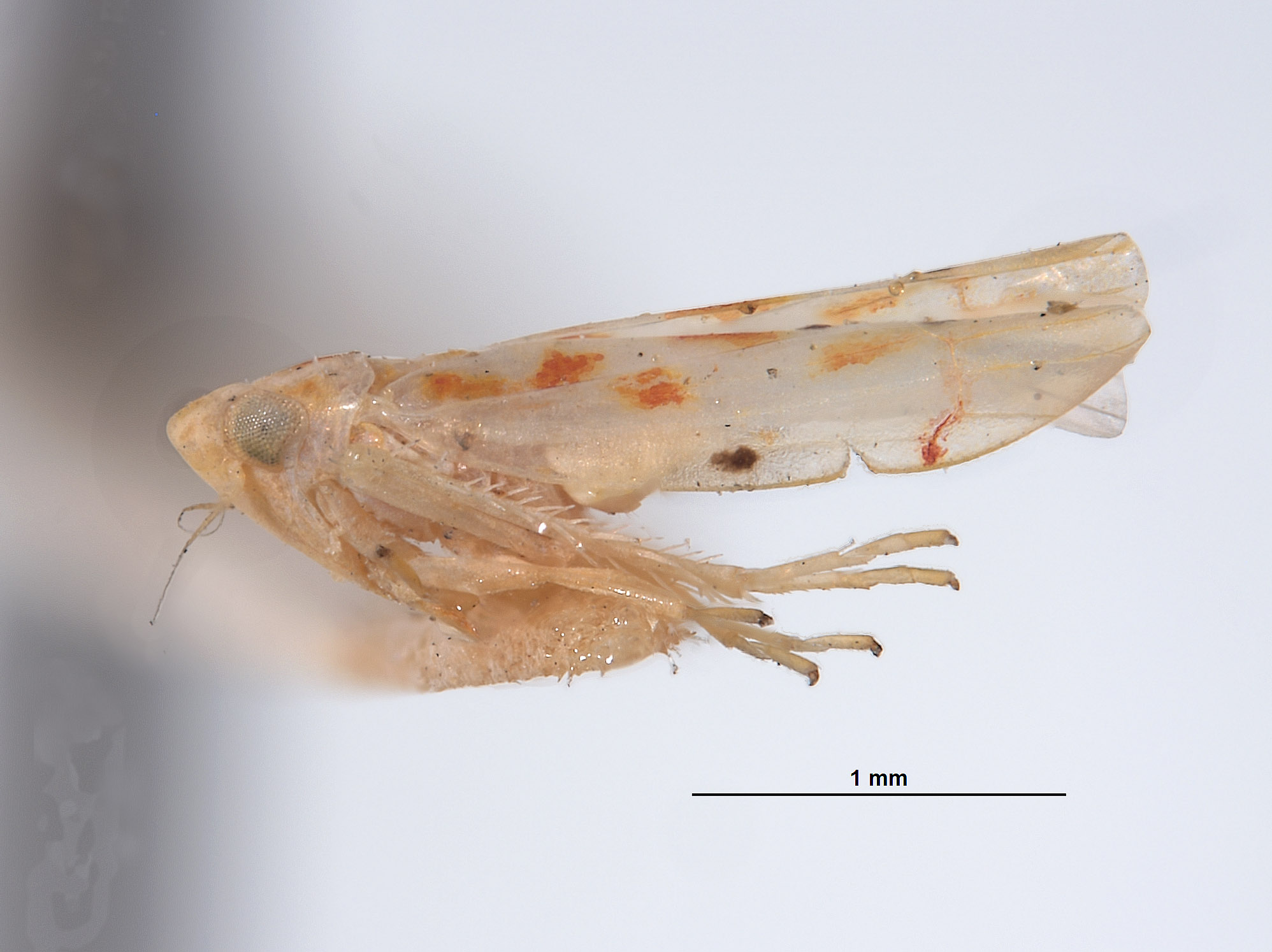 Erythroneura lusoria image